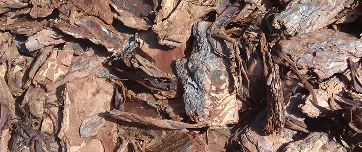 Кора северной сосны